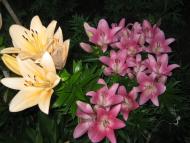 Пінчуки з panoramio.com