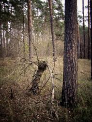 Косарі з panoramio.com (ч.2)