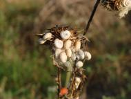 Славне з panoramio.com