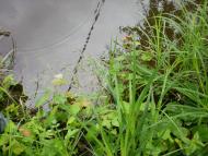 Зелений Гай - Останні фото