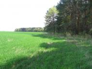 Петрушин з panoramio.com