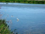 Лиман - Останні фото