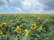 Катеринівка з panoramio.com