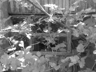 Благовіщенське з panoramio.com