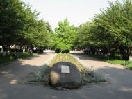 Виноградів з panoramio.com