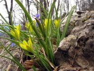 Лаванда з panoramio.com (ч.2)