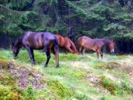 Вільшани з panoramio.com