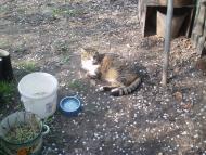 Скиток з panoramio.com