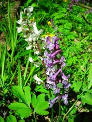 Скаржинка з panoramio.com