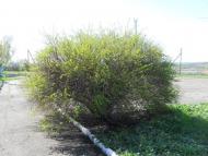 Вікторівка - Останні фото