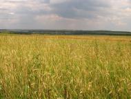 Катеринівка з panoramio.com