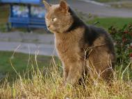 Фастів з panoramio.com (ч.2)