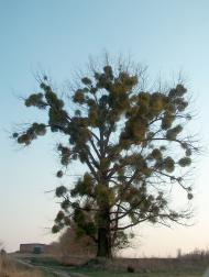 Велика Омеляна з panoramio.com