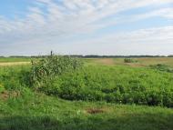 Новичі з panoramio.com