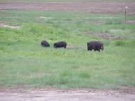 Чорноморські Криниці з panoramio.com