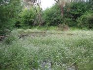 Букине - Останні фото