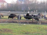 Чертіж з panoramio.com