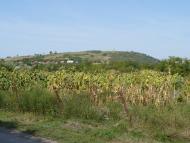 Запсонь - Останні фото