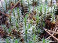 Крать з panoramio.com