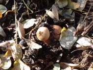 Березань - Останні фото