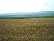 Ванчиківці - Останні фото