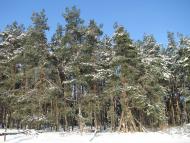 Троянівка з panoramio.com