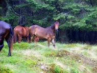 Вільшани з panoramio.com