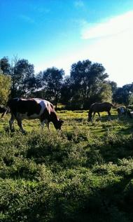 Городок з panoramio.com