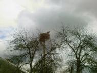 Чаниж - Останні фото