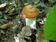 Грушківці з panoramio.com