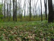 Гута-Зеленицька з panoramio.com