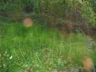 Ізобільне - Останні фото