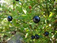 Сімеїз з panoramio.com (ч.2)