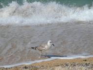 Щолкіне з panoramio.com