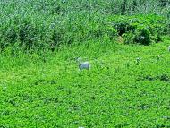 Олександрія з panoramio.com (ч.3)