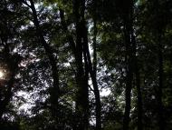 Чагари-Збаражские - Последние фото