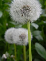 Ковель з panoramio.com (ч.2)