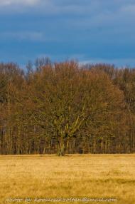 Розівка з panoramio.com (ч.2)