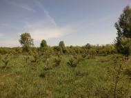 Новичі - Останні фото