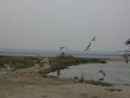 Сніжне - Останні фото