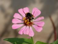 Заозерне з panoramio.com