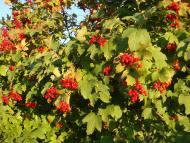 Волноваха - Останні фото