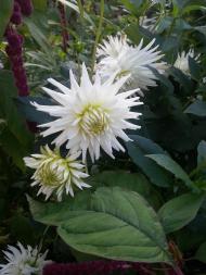 Раківка з panoramio.com