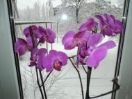 Єнакієве з panoramio.com (ч.3)