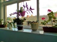 Бережани з panoramio.com