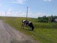 Чорна з panoramio.com