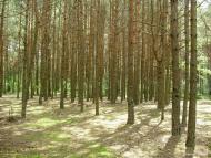 Світязь з panoramio.com