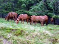 Вільшани з panoramio.com