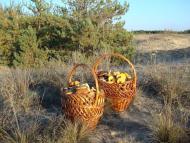 Забарине з panoramio.com