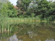 Кияшки з panoramio.com